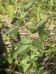 Rubus cuneifolius