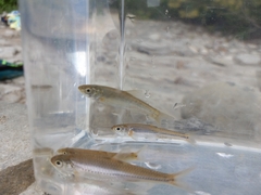 Couesius plumbeus