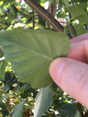 Betulaceae