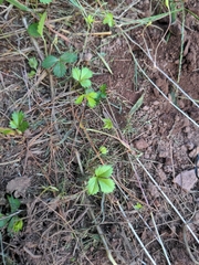 Potentilla canadensis