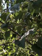 Betulaceae