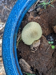 Leucocoprinus birnbaumii