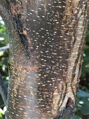 Betulaceae