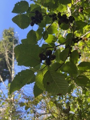 Alnus rubra