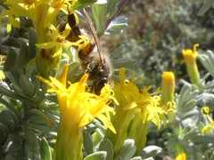 Apis mellifera capensis