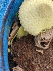 Leucocoprinus birnbaumii