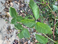 Rubus allegheniensis