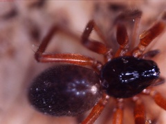 Walckenaeria alticeps