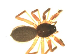 Walckenaeria alticeps