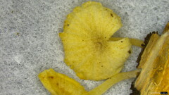 Gerronema nemorale