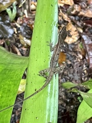 Anolis limifrons