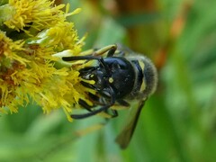 Ancistrocerus antilope