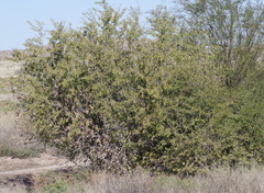 Ziziphus mucronata