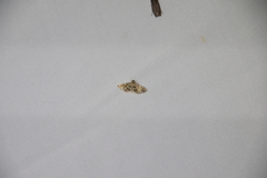 Anageshna primordialis