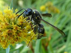 Ancistrocerus antilope