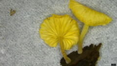 Gerronema nemorale