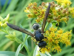 Ancistrocerus antilope