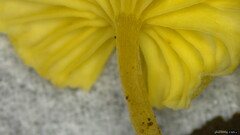 Gerronema nemorale
