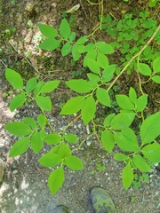 Vaccinium ovalifolium