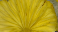 Gerronema nemorale