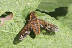 Poecilanthrax arethusa