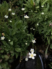 Parnassia fimbriata