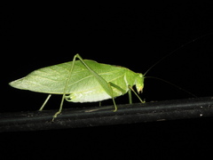 Microcentrum retinerve