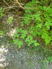 Vaccinium ovalifolium
