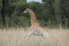 Giraffa camelopardalis giraffa