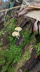 Gerronema nemorale