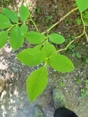 Vaccinium ovalifolium