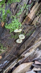 Gerronema nemorale