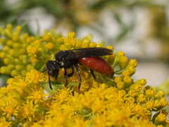 Sphecodes albilabris