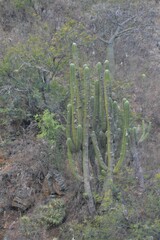 Trichocereus terscheckii