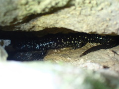 Plethodon albagula