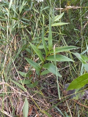 Maianthemum stellatum