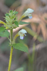 Galeopsis speciosa