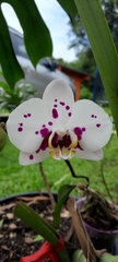 Phalaenopsis