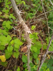 Ribes divaricatum pubiflorum