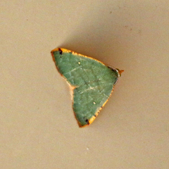 Numia bicoloraria