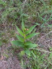 Maianthemum stellatum