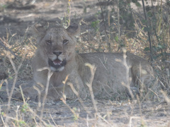 Panthera leo melanochaita
