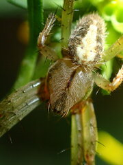 Neoscona arabesca