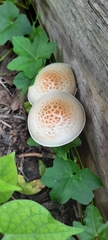 Neolentinus lepideus