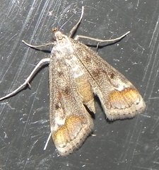 Parapoynx obscuralis
