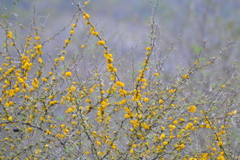 Vachellia caven