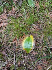 Maianthemum canadense
