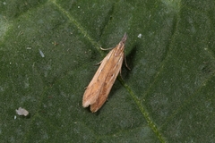 Dichomeris acuminatus