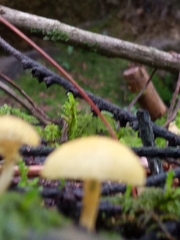 Cyptotrama chrysopepla