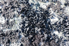 Umbilicaria